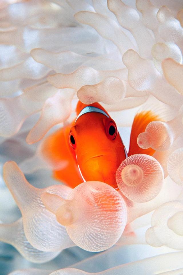 Detail Clown Fish Wallpaper Nomer 31