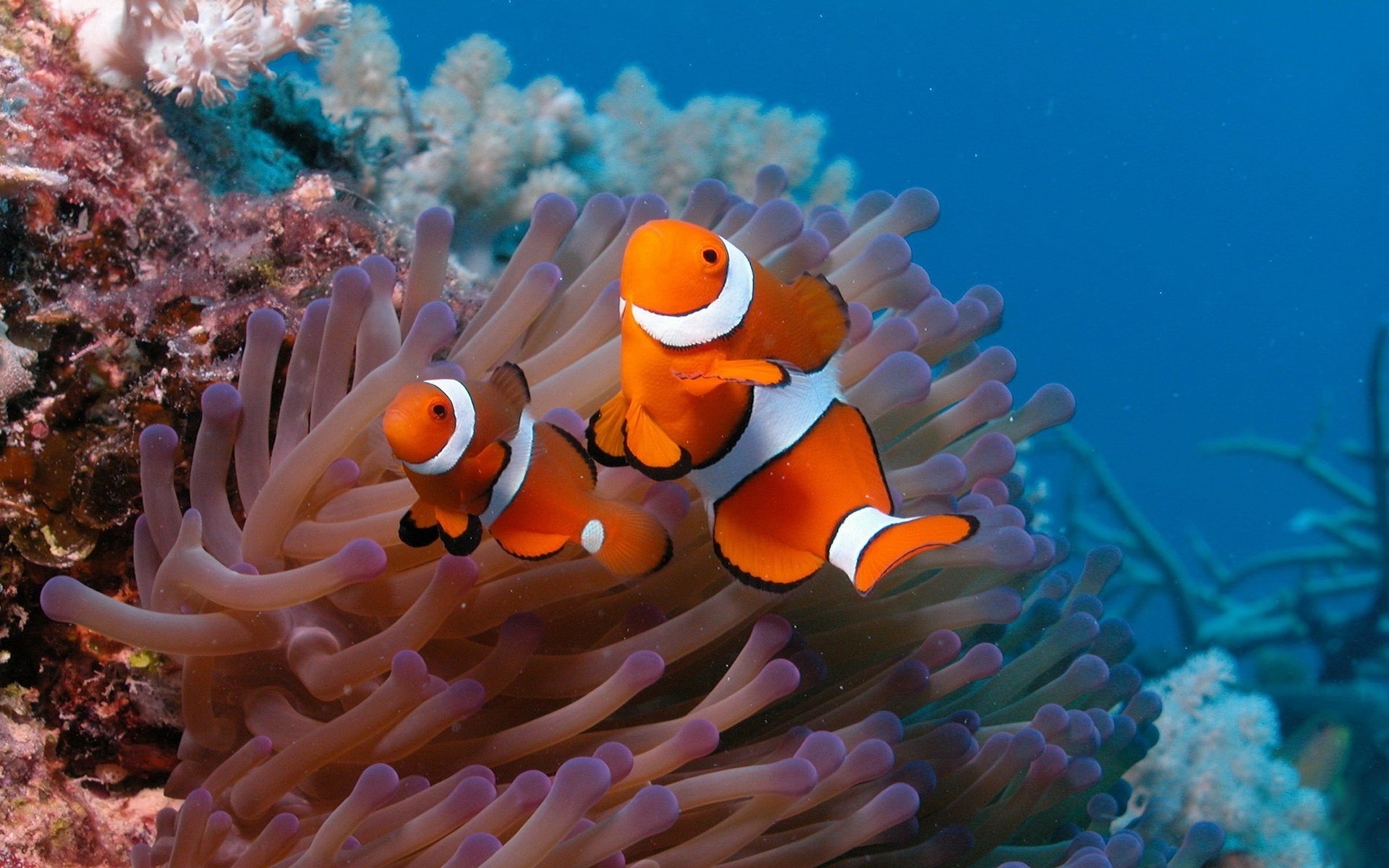 Detail Clown Fish Wallpaper Nomer 32