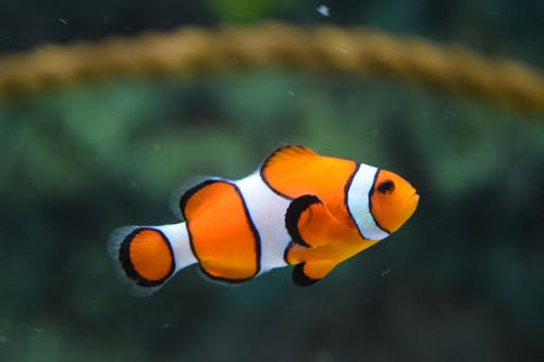 Detail Clown Fish Wallpaper Nomer 34