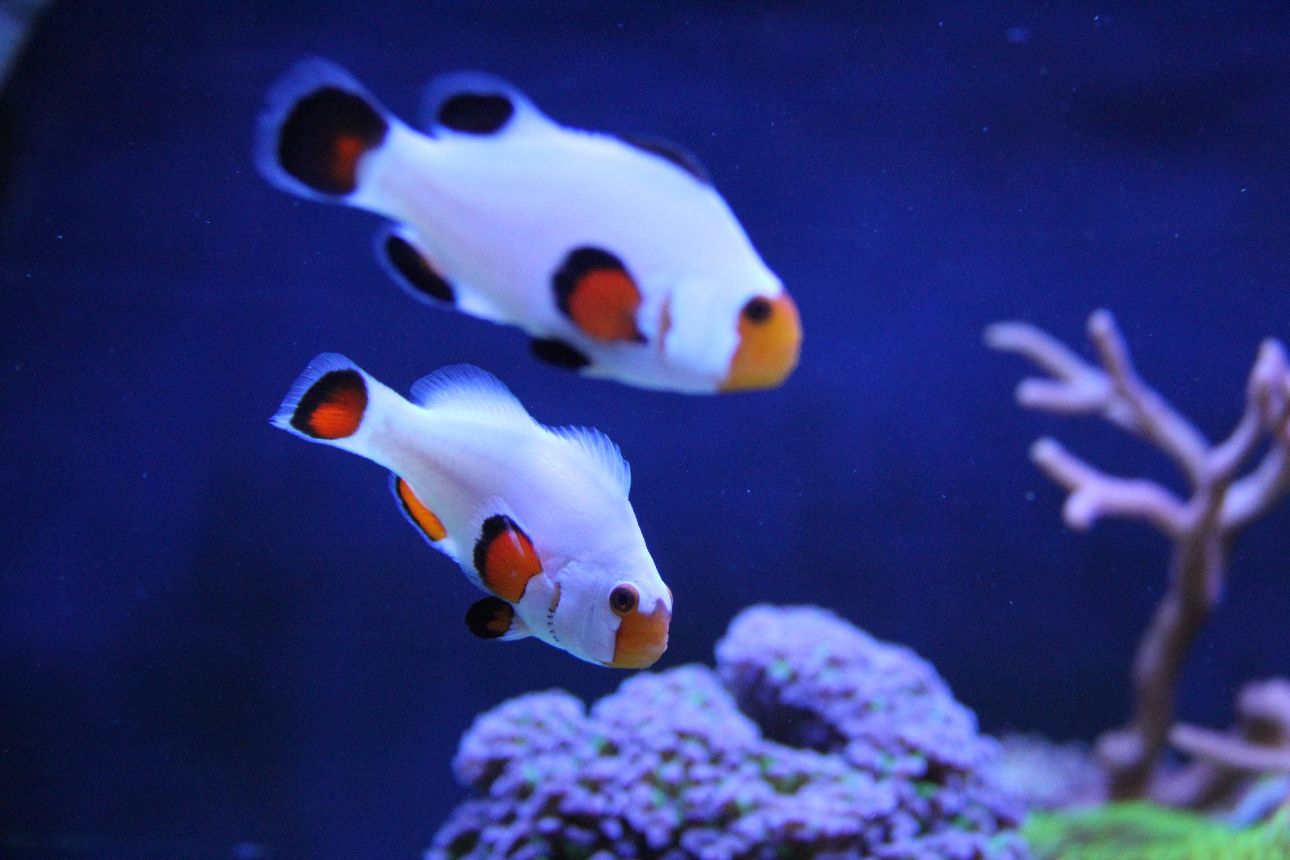 Detail Clown Fish Wallpaper Nomer 36