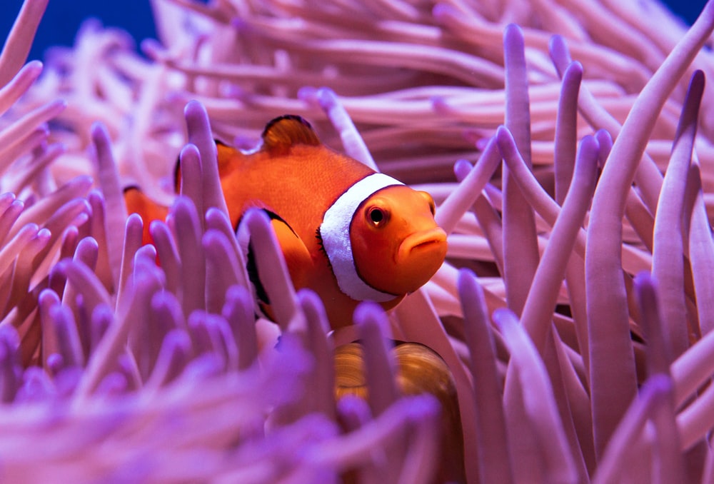 Detail Clown Fish Wallpaper Nomer 38