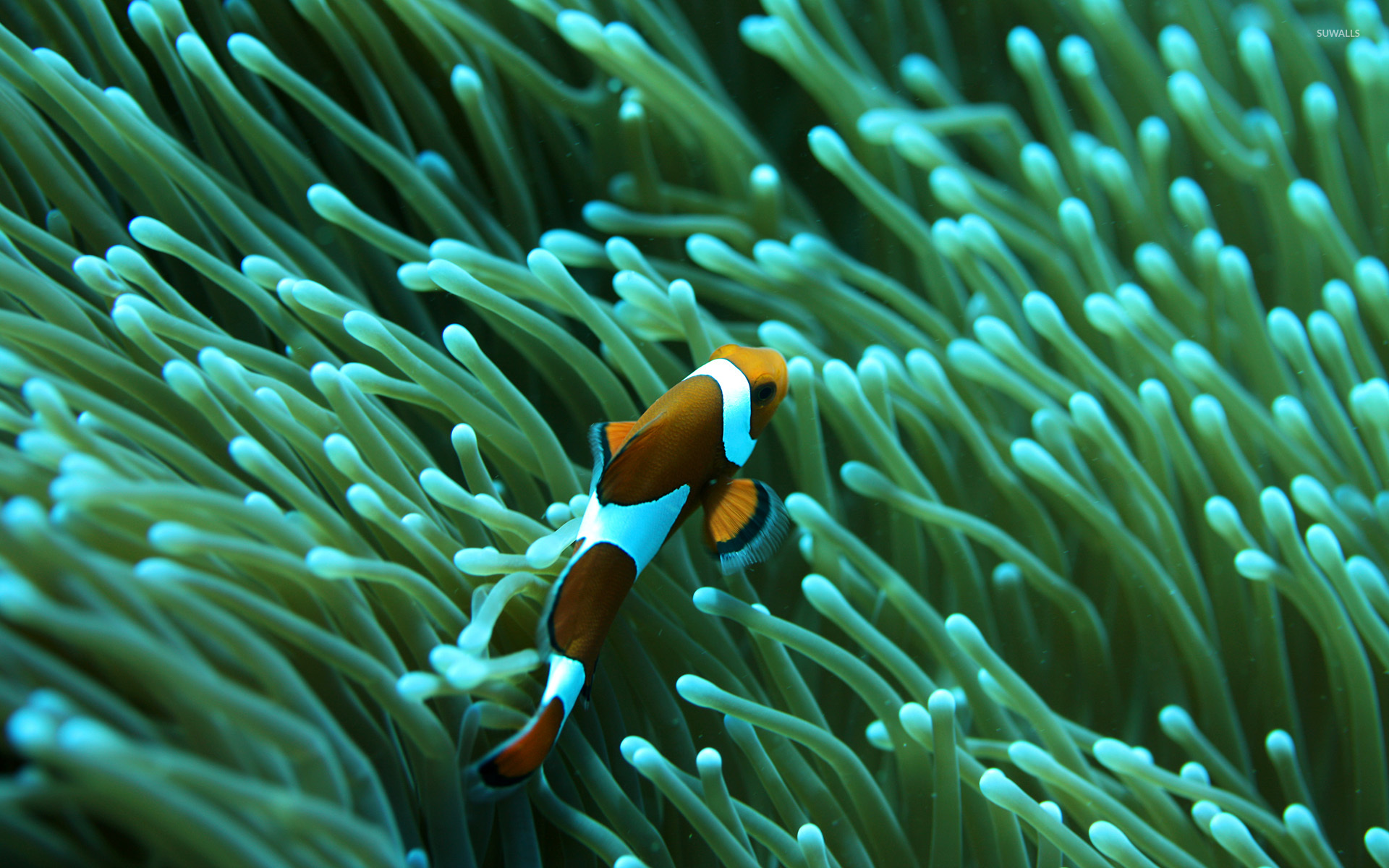 Detail Clown Fish Wallpaper Nomer 40