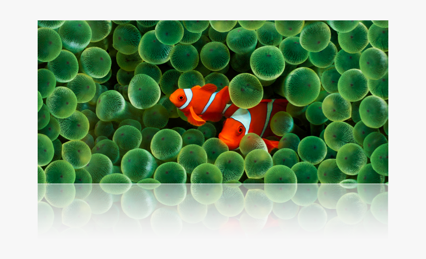 Detail Clown Fish Wallpaper Nomer 46