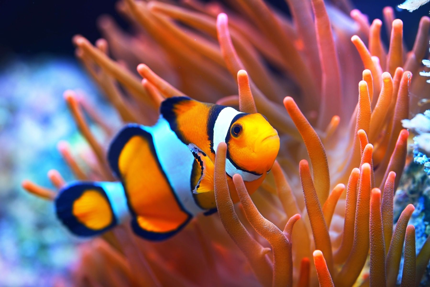 Detail Clown Fish Wallpaper Nomer 47