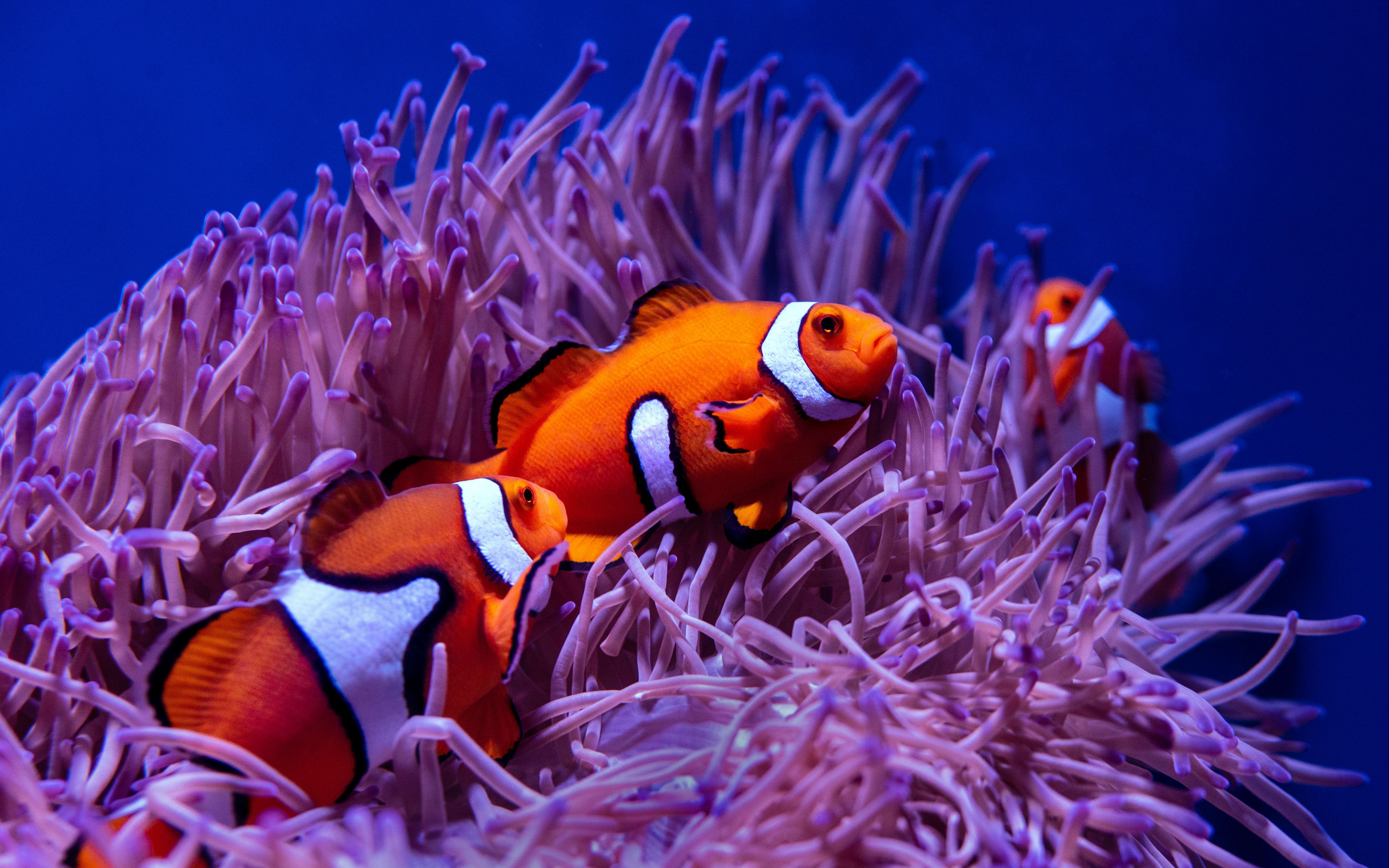 Detail Clown Fish Wallpaper Nomer 49