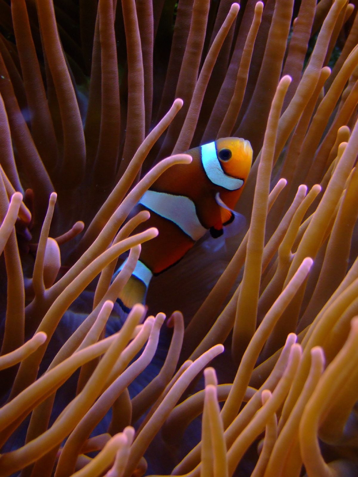 Detail Clown Fish Wallpaper Nomer 51