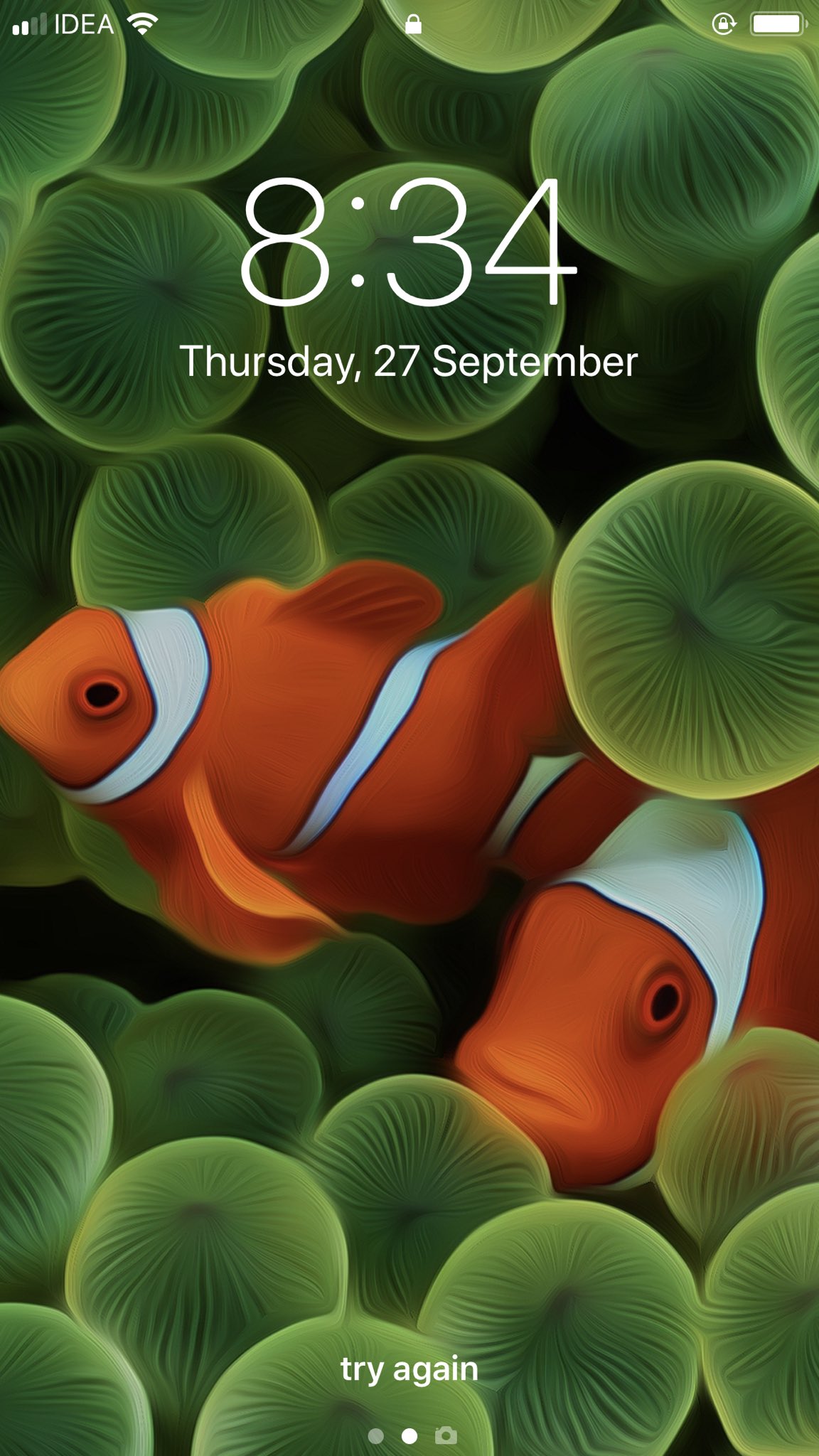 Detail Clown Fish Wallpaper Nomer 56