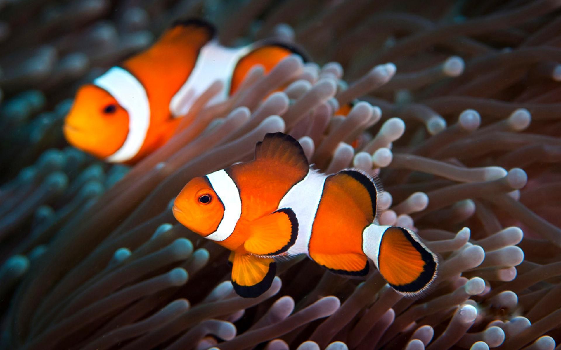 Detail Clown Fish Wallpaper Nomer 7