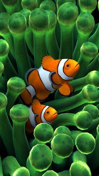 Detail Clown Fish Wallpaper Nomer 8