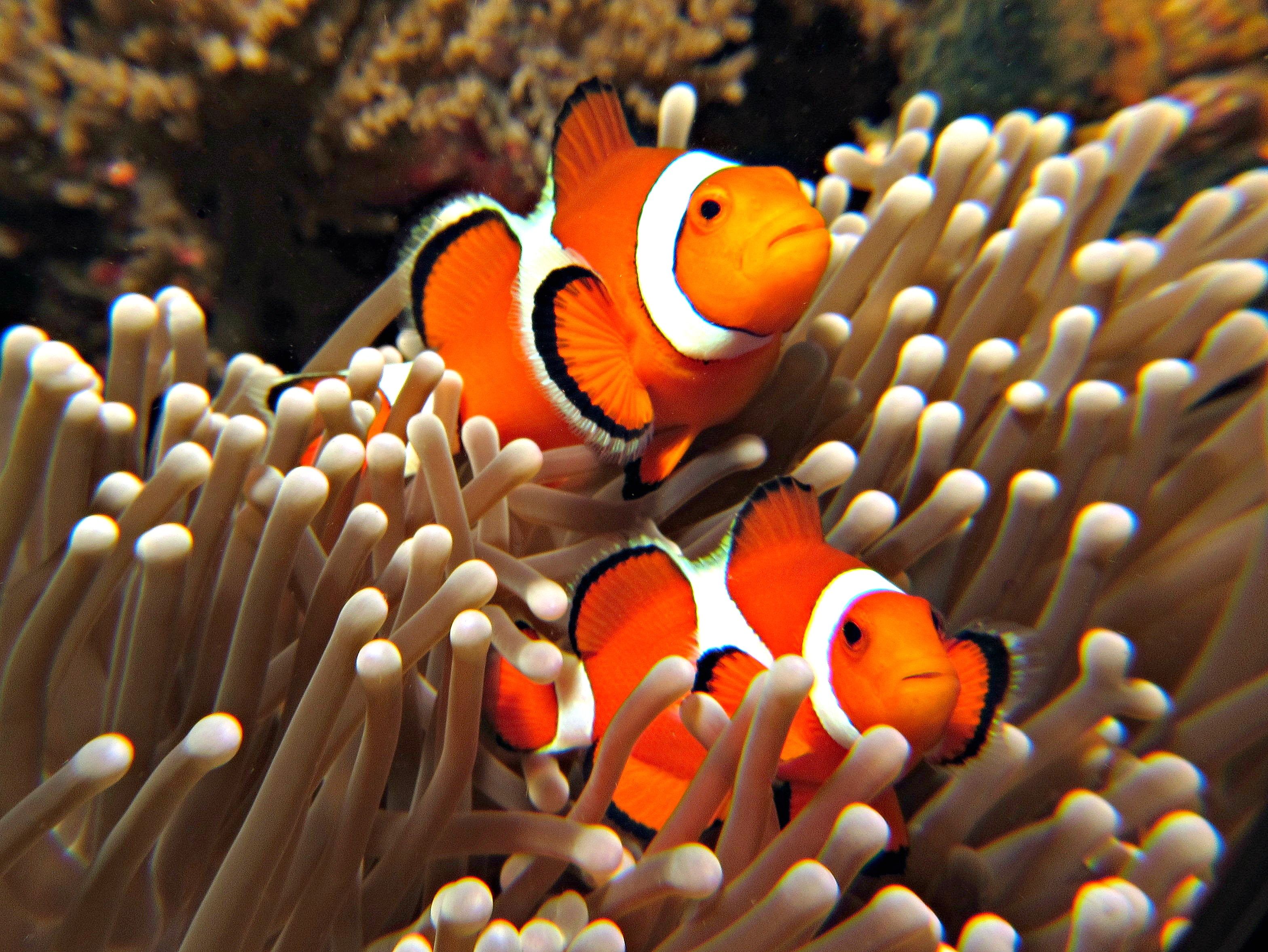 Detail Clown Fish Wallpaper Nomer 9