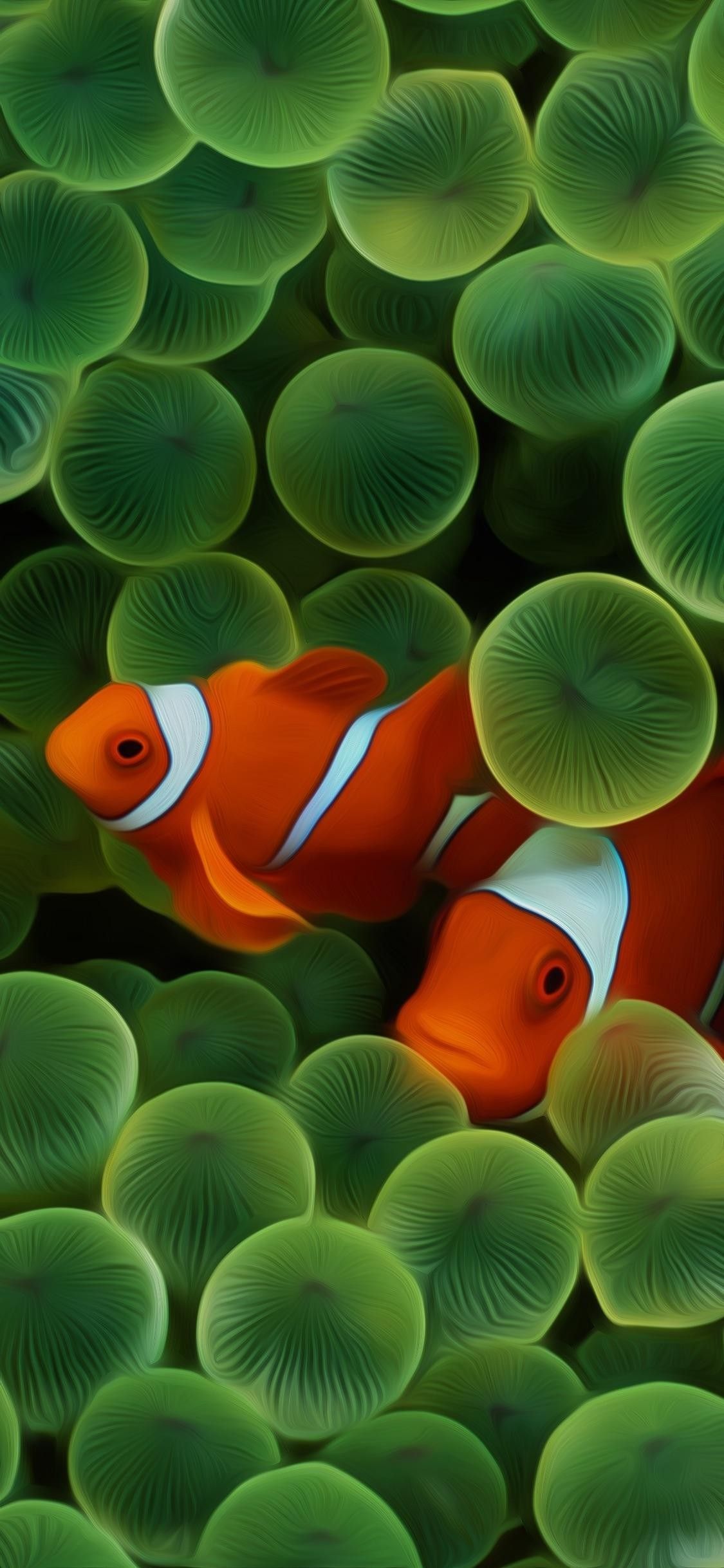 Detail Clown Fish Wallpaper Nomer 10