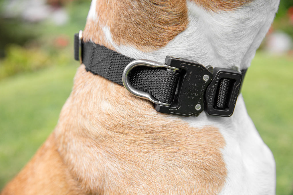 Detail Cobra Dog Collar Nomer 46