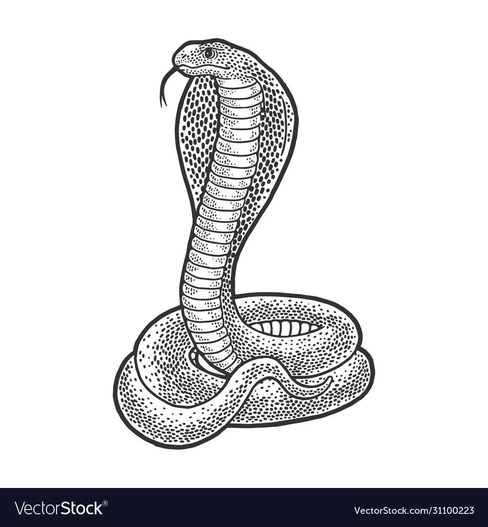 Detail Cobra Snake Vector Nomer 12