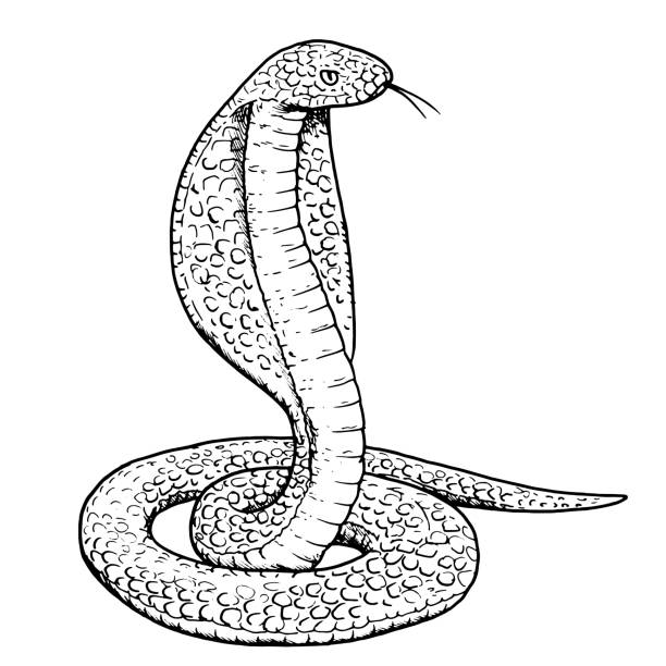 Detail Cobra Snake Vector Nomer 28