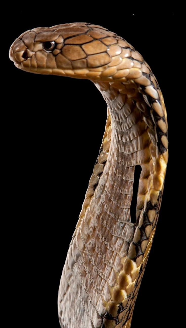 Detail Cobra Snake Wallpaper Nomer 52