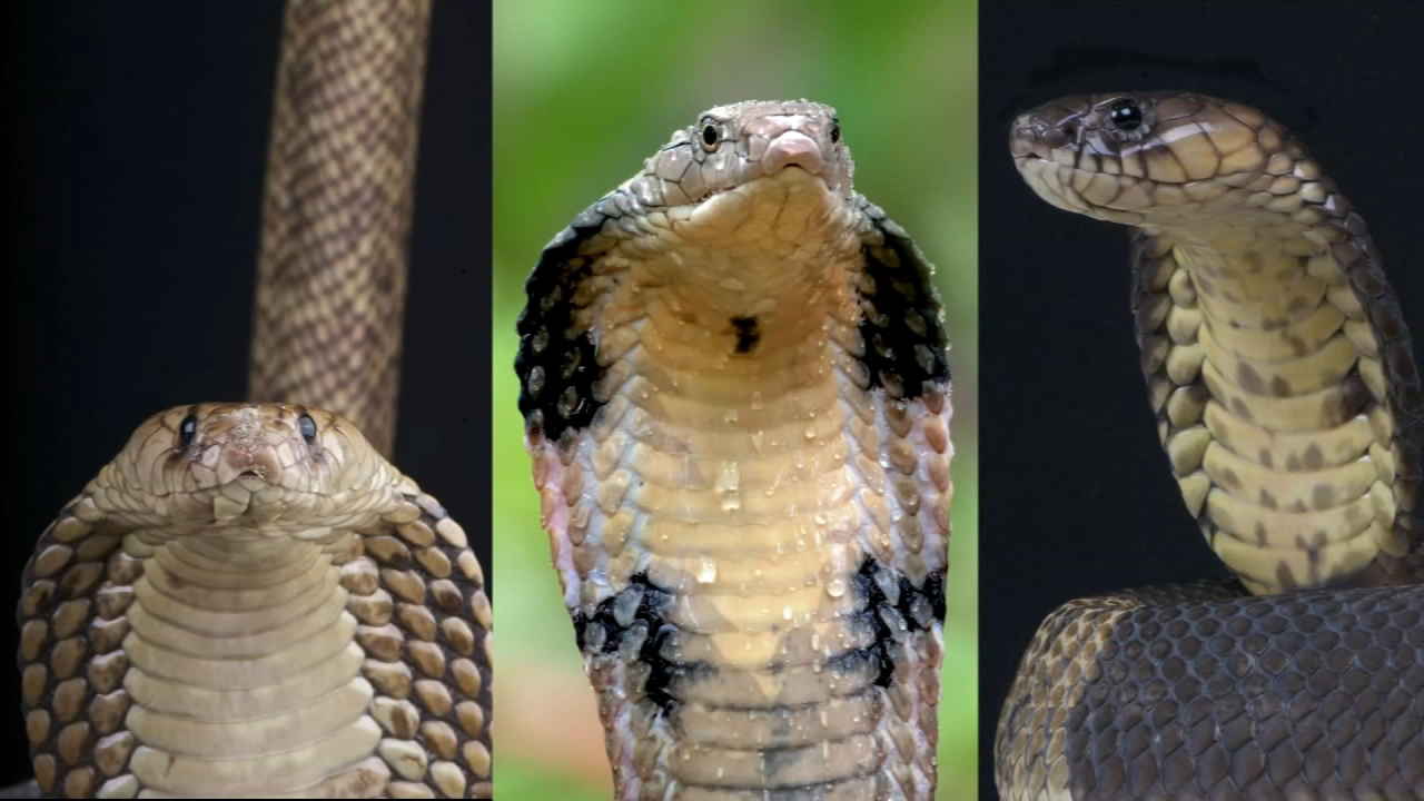 Detail Cobra Snakes Picture Nomer 20