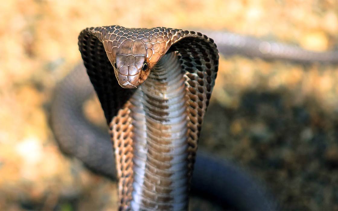 Detail Cobra Snakes Picture Nomer 37