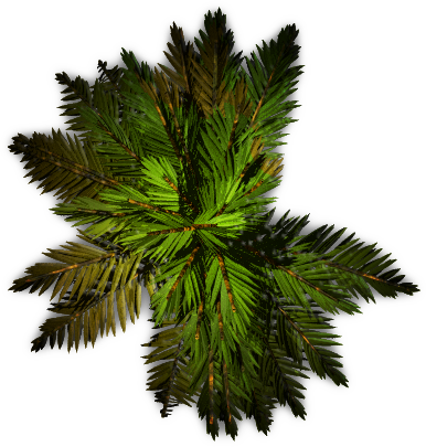 Palm Tree Plan Png - KibrisPDR