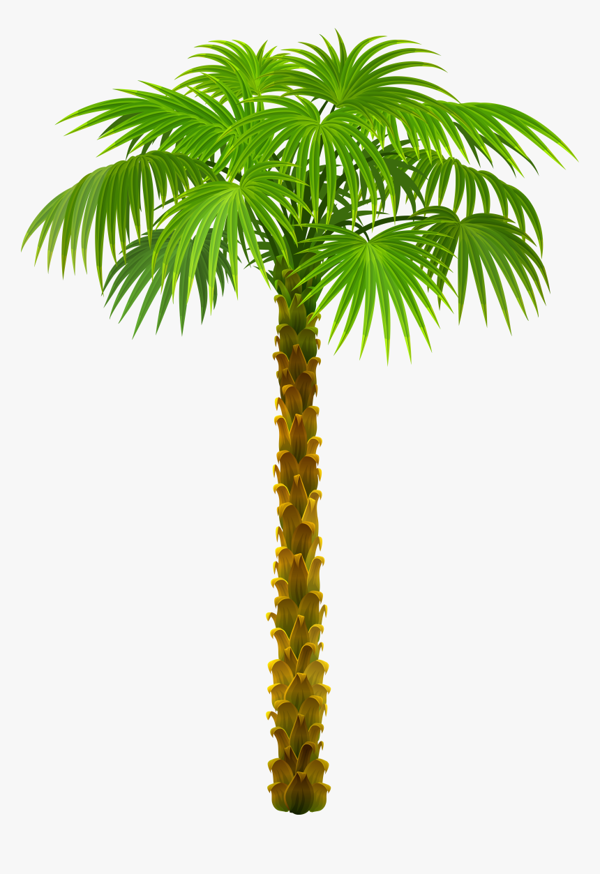 Detail Palm Tree Plan Png Nomer 15