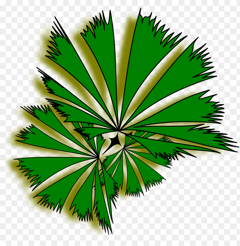 Detail Palm Tree Plan Png Nomer 2