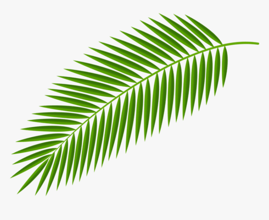 Detail Palm Tree Plan Png Nomer 24