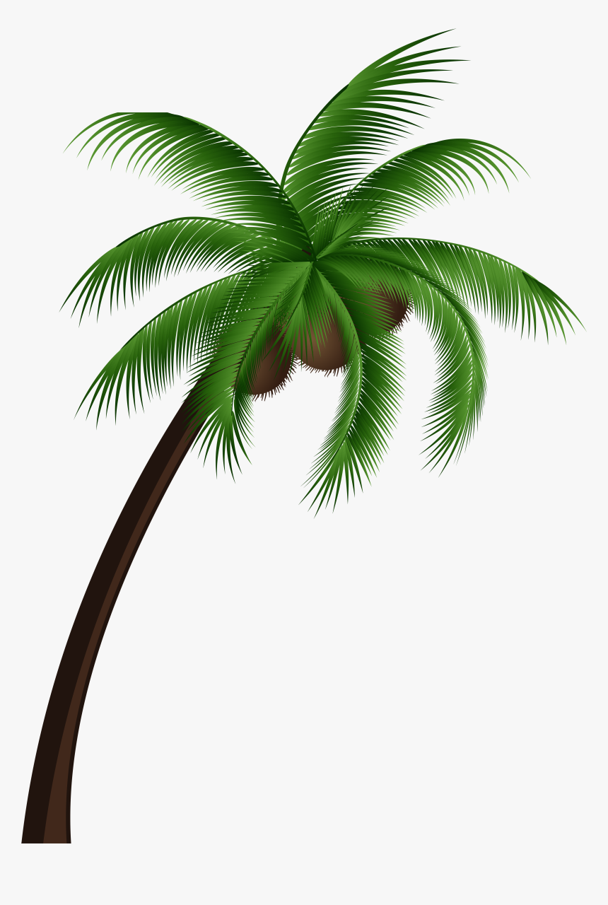 Detail Palm Tree Plan Png Nomer 7