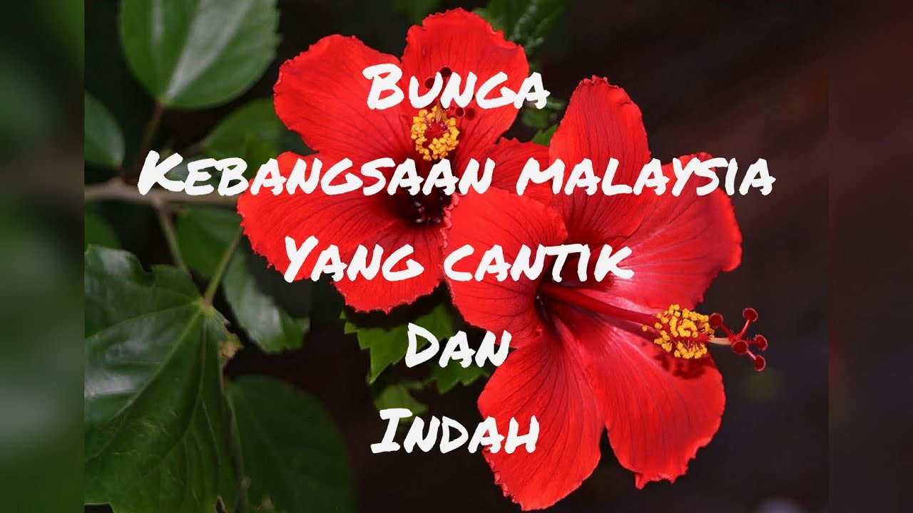 Detail Gambar Bunga Kebangsaan Malaysia Nomer 49