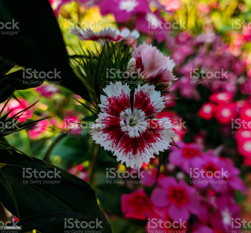 Detail Gambar Bunga Kecil Cantik Nomer 20