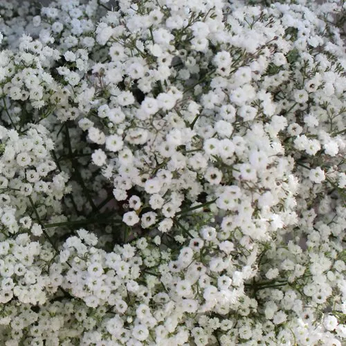 Detail Gambar Bunga Kecil Cantik Nomer 47