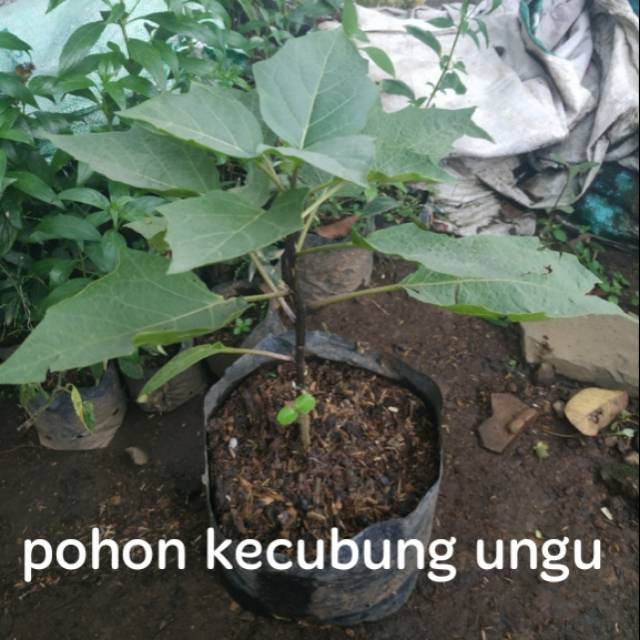 Detail Gambar Bunga Kecubung Ungu Nomer 23