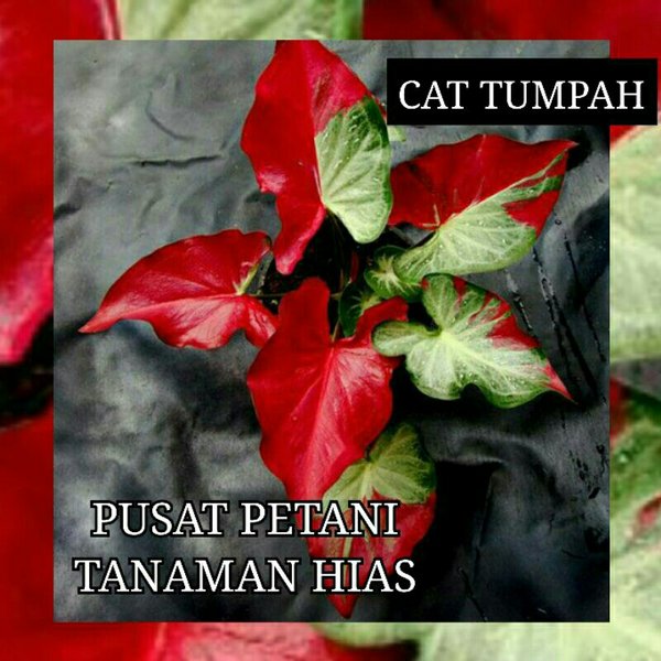 Detail Gambar Bunga Keladi Cat Tumpah Nomer 45