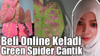 Detail Gambar Bunga Keladi Green Spider Nomer 21