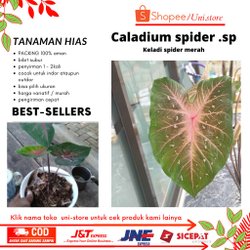 Detail Gambar Bunga Keladi Green Spider Nomer 51