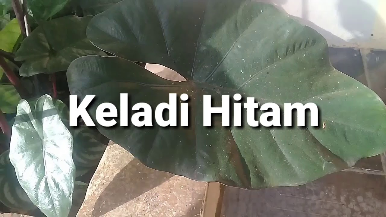 Detail Gambar Bunga Keladi Hitam Nomer 40