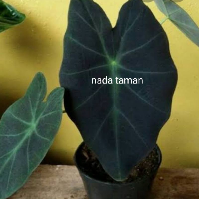 Detail Gambar Bunga Keladi Hitam Nomer 8