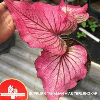 Detail Gambar Bunga Keladi Infinity Nomer 37