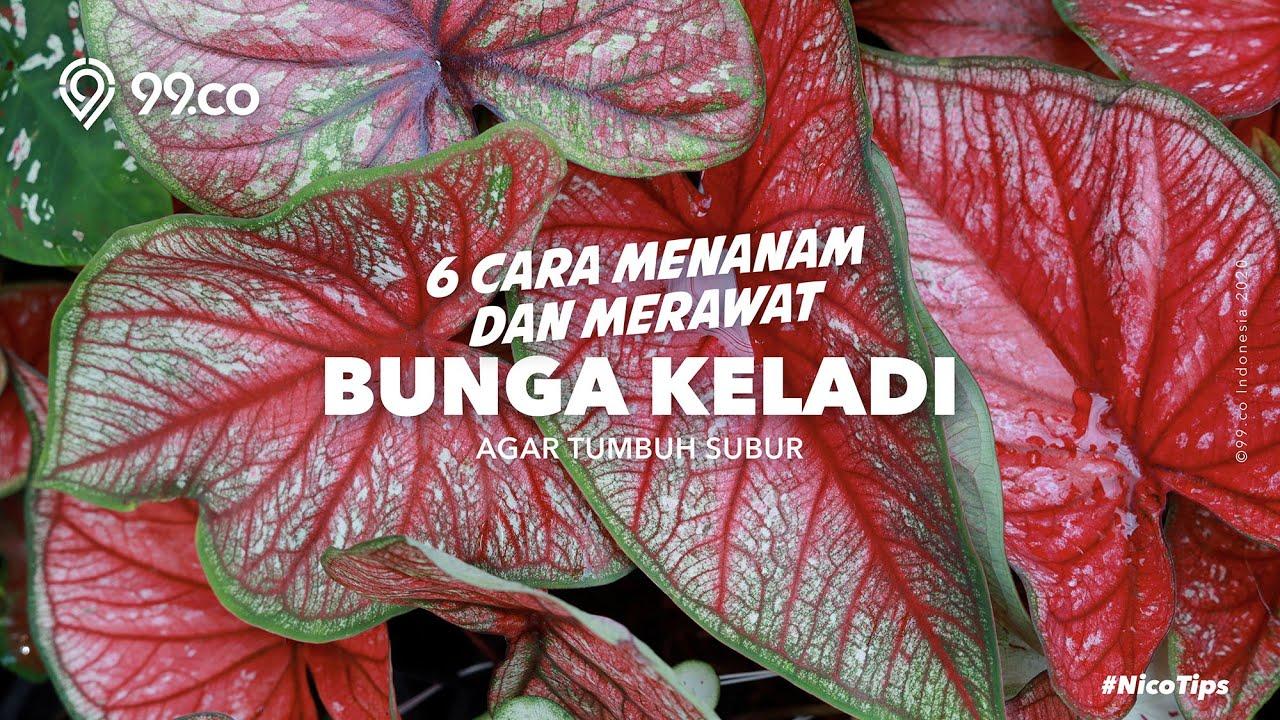 Detail Gambar Bunga Keladi Karpet Nomer 44