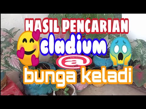 Detail Gambar Bunga Keladi Kartun Nomer 41