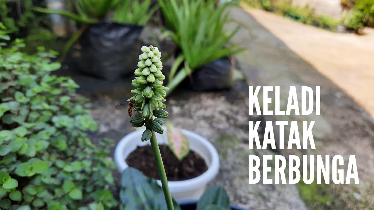 Detail Gambar Bunga Keladi Katak Nomer 52