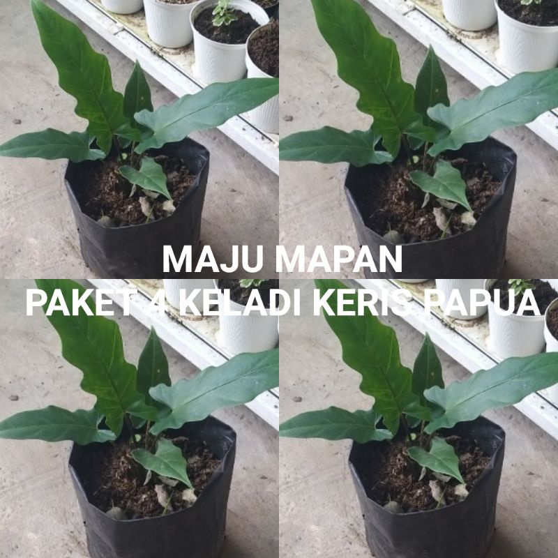 Detail Gambar Bunga Keladi Keris Nomer 50