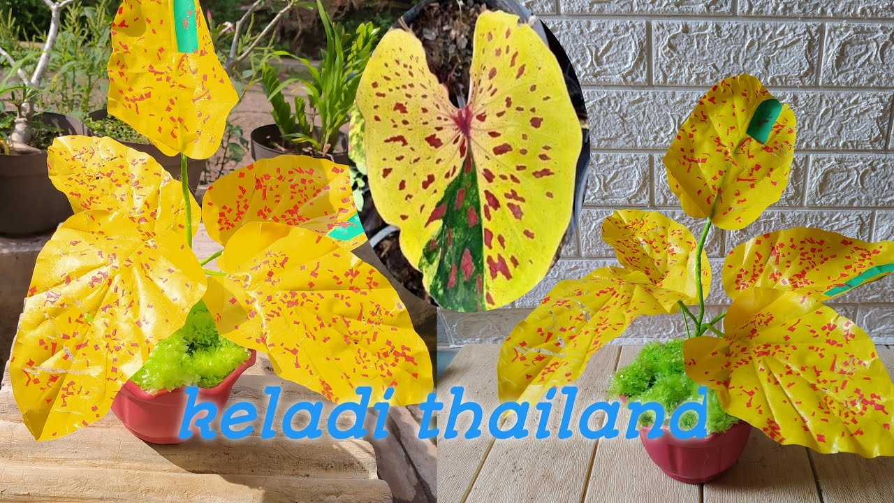Gambar Bunga Keladi Kuning - KibrisPDR