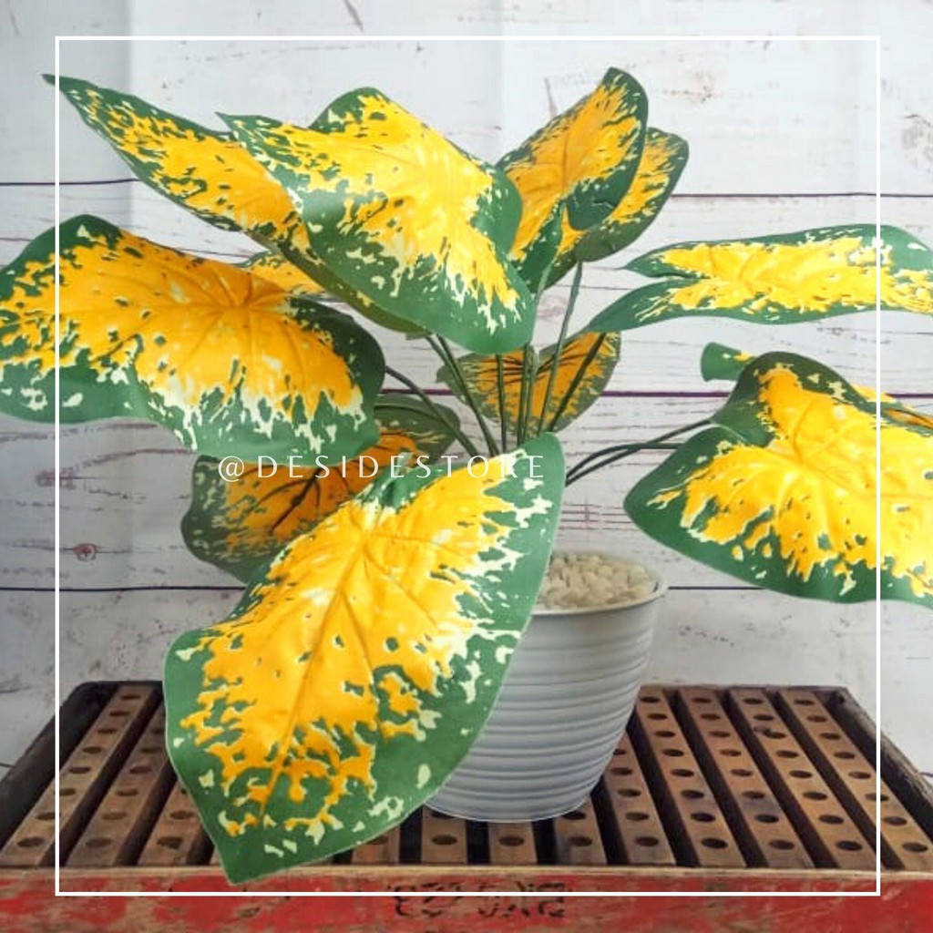 Detail Gambar Bunga Keladi Kuning Nomer 24