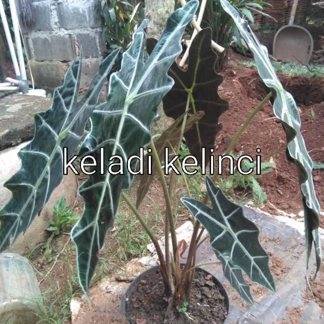 Detail Gambar Bunga Keladi Kuping Kelinci Nomer 28