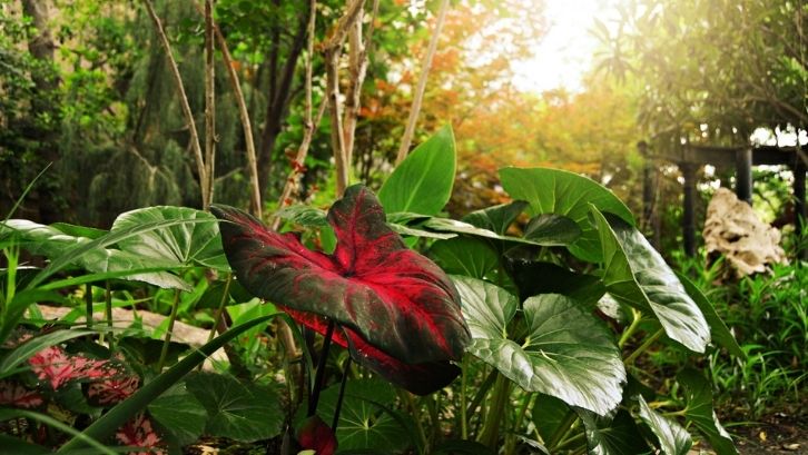 Detail Gambar Bunga Keladi Merah Hijau Nomer 26