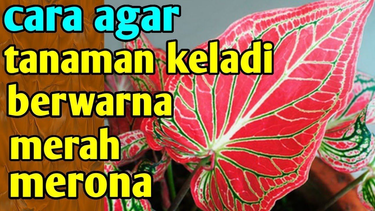 Detail Gambar Bunga Keladi Merah Hijau Nomer 30