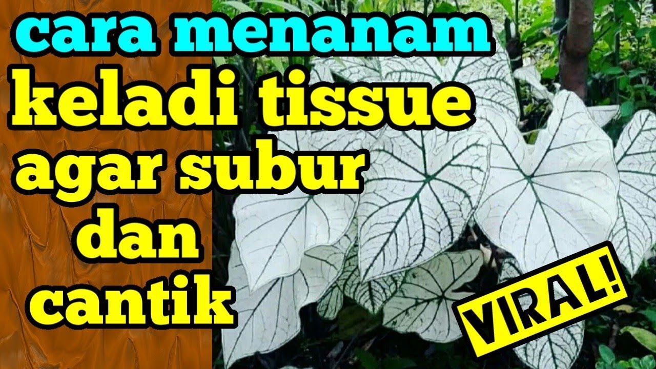 Detail Gambar Bunga Keladi Tisu Nomer 44