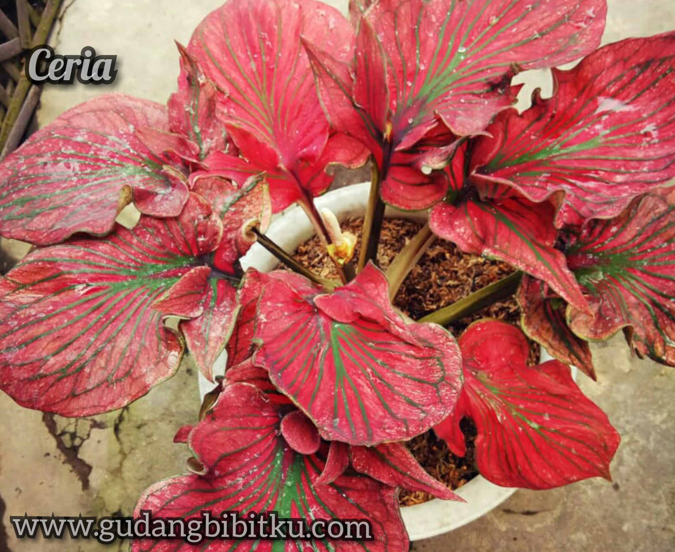 Detail Gambar Bunga Keladi Warna Merah Nomer 17