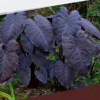 Detail Gambar Bunga Keladi Warna Ungu Nomer 13