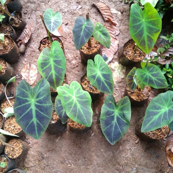 Detail Gambar Bunga Keladi Warna Ungu Nomer 15