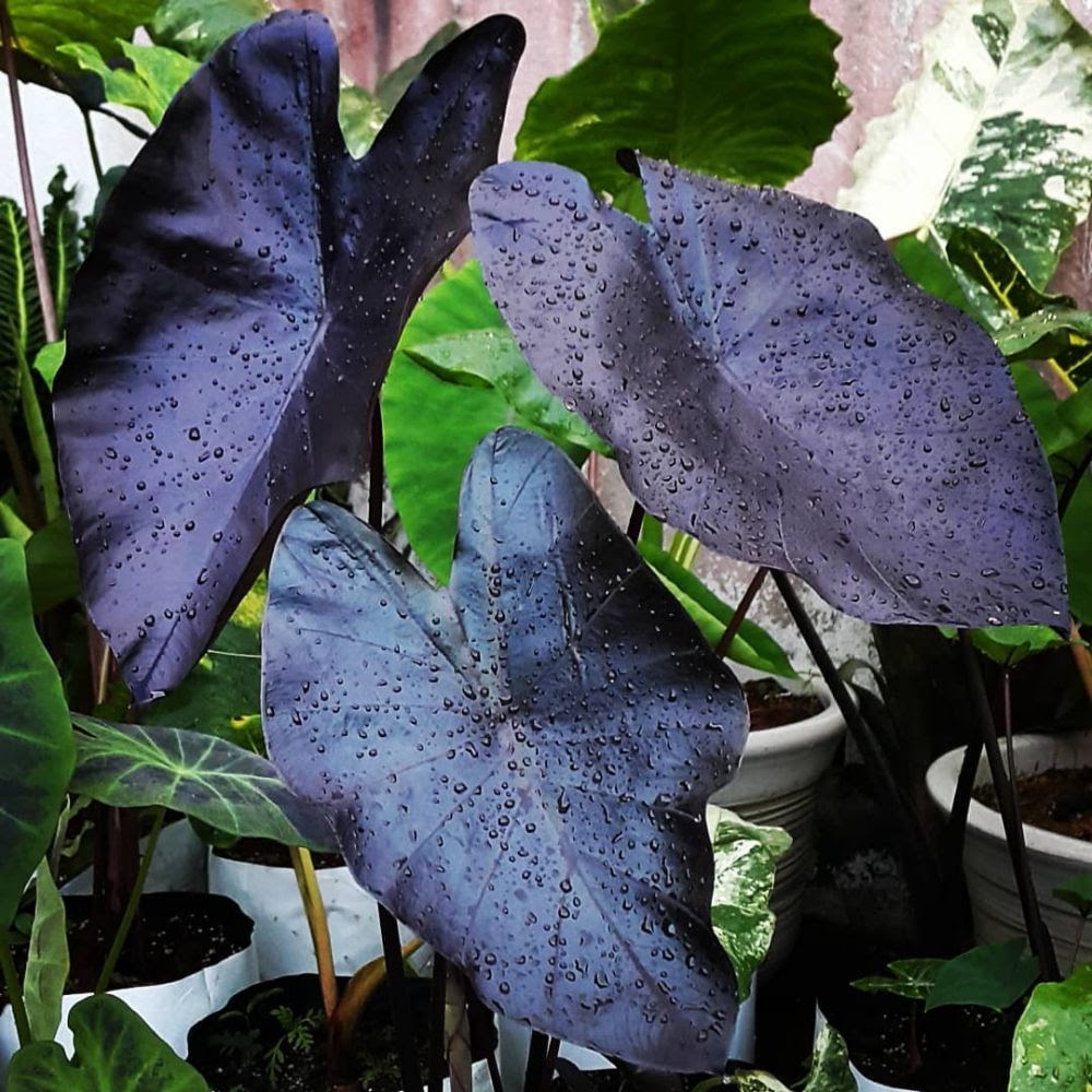 Detail Gambar Bunga Keladi Warna Ungu Nomer 17